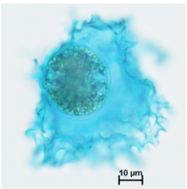Excrétions d'exo-polymères transparents (TEP) par Lepidodinium chlorophorum colorés avec du Bleu Alcian.